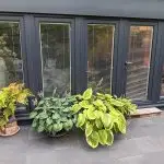 outside of studio with hostas